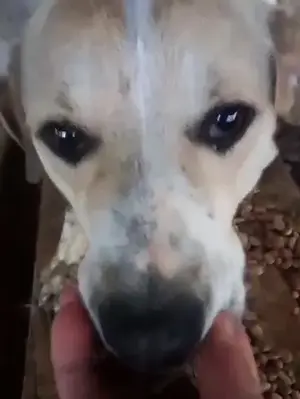 Ludwig sucht ein Zuhause für immer