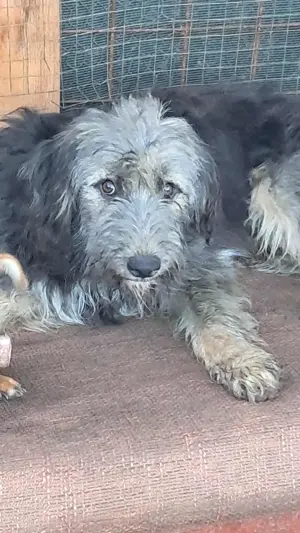 Zabou-Wuschel mit Herz