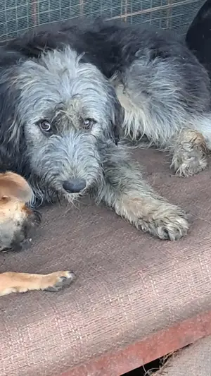 Zabou-Wuschel mit Herz