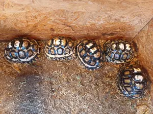 junge Pantherschildkröten aus Eigenzucht zu verkaufen, geboren zw. April und September 24