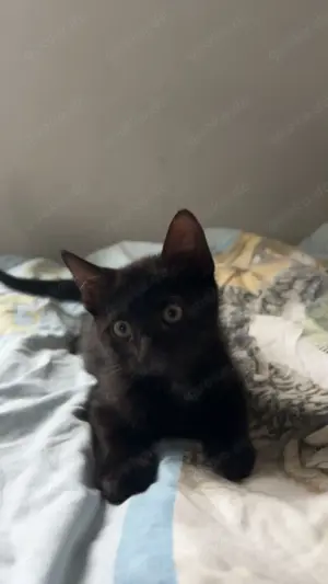 Katzenbabys europäisch Kurzhaar 20.04.25