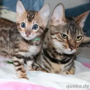 Bengal-Kätzchen zu verkaufen.WhatsApp: (15510055069) 