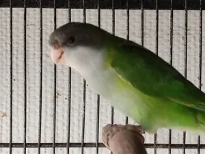 Junge Aymarasittiche