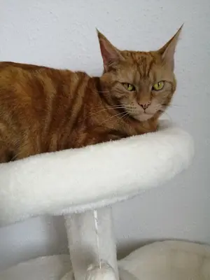 Katze und Kater abzugeben