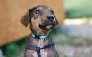 Süßes Hundekind Winni			