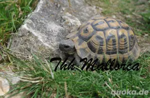 Landschildkröten - T.h.hermanni - Mallorca NZ 2024 und 2025 Bild 5