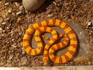 Königsnatter Lampropeltis Leonis 