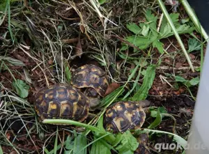 Landschildkröten - T.h.hermanni - Mallorca NZ 2024 und 2025 Bild 3
