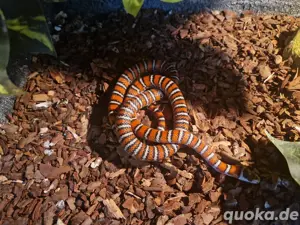 Lampropeltis knoblochi Königsnatter  Bild 2