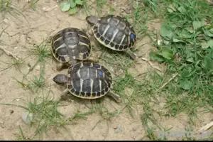 Landschildkröten - T.h.hermanni - Korsika NZ 2024