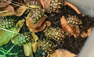 Landschildkröten - T.h.hermanni - Mallorca NZ 2024 und 2025 Bild 2