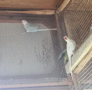 1,1 Junge Halsbandsittiche 2025