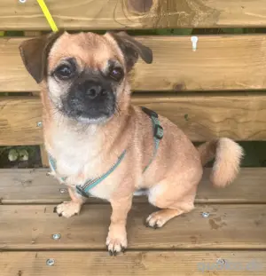 Mopsmischling Olli  sucht ein Zuhause