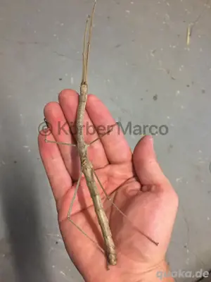 rot geflügelte Stabschrecken (Phaenopharos khaoyaiensis)  Bild 4