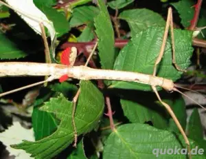 rot geflügelte Stabschrecken (Phaenopharos khaoyaiensis) 