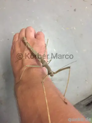 rot geflügelte Stabschrecken (Phaenopharos khaoyaiensis)  Bild 3