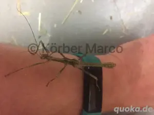 Marmor Dornschrecken (trachyaretaon Aurora)