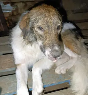 Cecil - schenkst du ihr ein Zuhause für immer? Bild 5