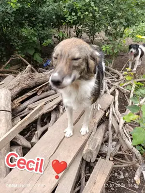 Cecil - schenkst du ihr ein Zuhause für immer? Bild 3