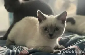bkh kitten 6 monate alt kater