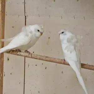 Hagoromo Wellensittiche