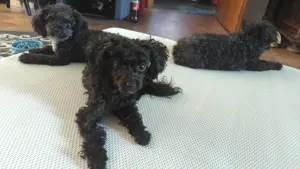 Toy Pudel 10 Monate alt Weibchen in liebevolle Hände abzugeben.