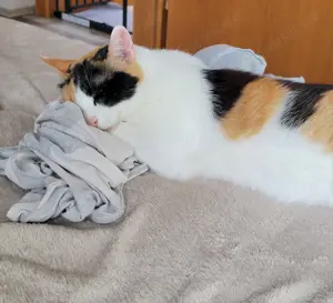 Rosi, wunderschöne Glückskatze mit handicap