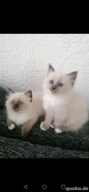 Heilige Birma Deckkater Bild 8