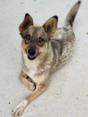 Susi - liebevolle Schmuserin Bild 5