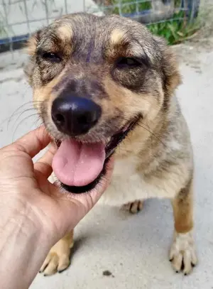 Susi - liebevolle Schmuserin Bild 2