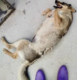 Susi - liebevolle Schmuserin Bild 6