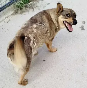 Susi - liebevolle Schmuserin Bild 3