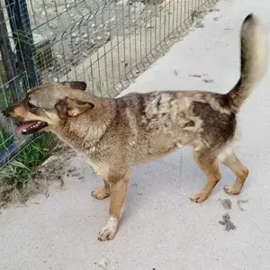 Susi - liebevolle Schmuserin Bild 4