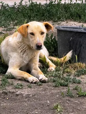 Paul S ca. 55 cm   eine liebe Seele