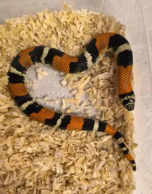 1 Paar Lystrophis bzw. Xenodon Pulcher