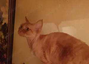 Sam und Gizmo Russisch Blau und Devon Rex