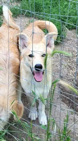 LENNI - bringt Lebensfreude ins Haus (wartet noch in Rumänien)