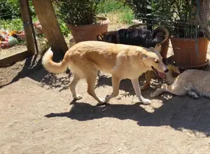 LENNI - bringt Lebensfreude ins Haus (wartet noch in Rumänien) Bild 4