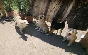 LENNI - bringt Lebensfreude ins Haus (wartet noch in Rumänien) Bild 5