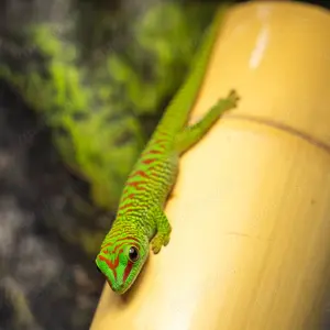 Große Madagaskar Taggeckos aus Hobbyzucht zu verkaufen