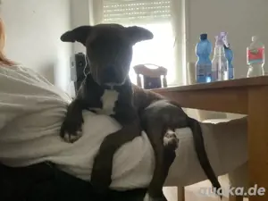 Liebevolle Junghündin sucht ein Zuhause für immer   