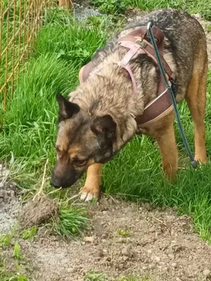 Süße Zoey sucht Zuhause! Bild 5