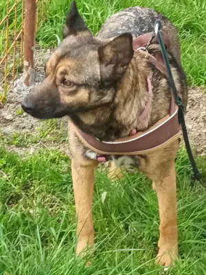 Süße Zoey sucht Zuhause! Bild 4