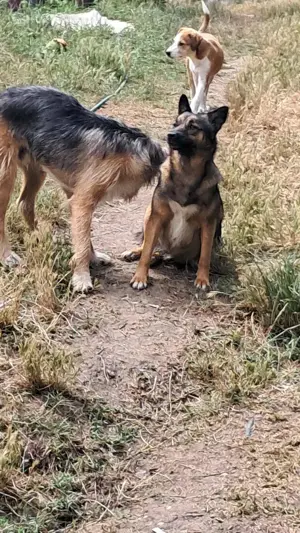 Süße Zoey sucht Zuhause! Bild 6