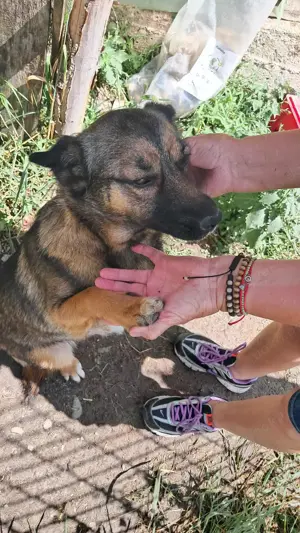 Süße Zoey sucht Zuhause! Bild 8