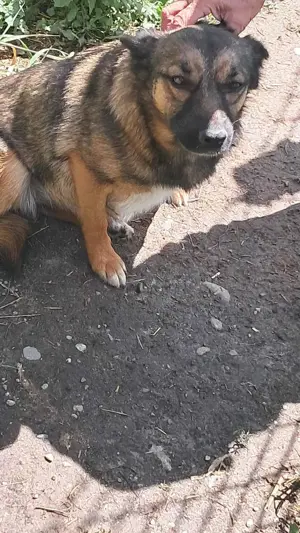 Süße Zoey sucht Zuhause! Bild 9