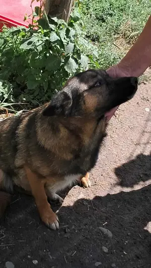 Süße Zoey sucht Zuhause!