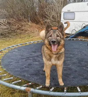 Energiebündel mit Hundeblick 