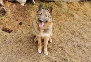 Energiebündel mit Hundeblick 