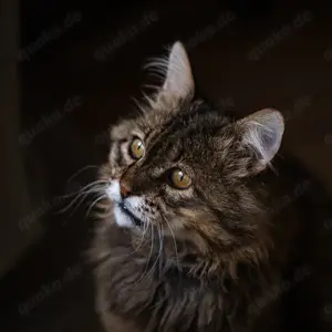 Riesengroß Kater Leonard